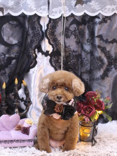 20231001フーちゃん